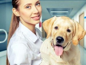 狗狗可以做绝育手术吗？狗狗绝育手术后多久可以恢复正常-警犬训练器材厂家 _警犬训练用品_工作犬训练用品-南京开久警犬装备