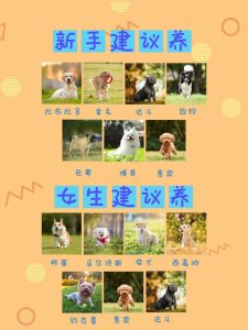 狗狗品种咨询(狗狗的品种大全及 *** )-警犬训练器材厂家 _警犬训练用品_工作犬训练用品-南京开久警犬装备