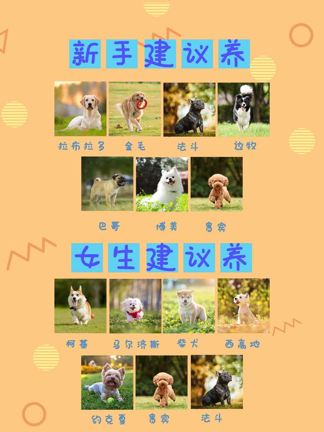 狗狗品种咨询(狗狗的品种大全及 *** ) - 警犬训练器材厂家 _警犬训练用品_工作犬训练用品-南京开久警犬装备-警犬训练器材厂家 _警犬训练用品_工作犬训练用品-南京开久警犬装备