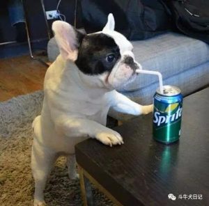 怎么训练斗牛犬打架萌宠-警犬训练器材厂家 _警犬训练用品_工作犬训练用品-南京开久警犬装备