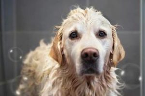 *** 寻回犬价格萌宠(平毛寻回犬多久 *** )-警犬训练器材厂家 _警犬训练用品_工作犬训练用品-南京开久警犬装备