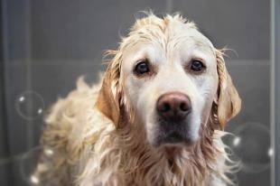 *** 寻回犬价格萌宠(平毛寻回犬多久 *** ) - 警犬训练器材厂家 _警犬训练用品_工作犬训练用品-南京开久警犬装备-警犬训练器材厂家 _警犬训练用品_工作犬训练用品-南京开久警犬装备