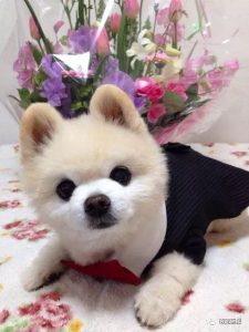 俊介犬和博美的区别(博美犬简介)-警犬训练器材厂家 _警犬训练用品_工作犬训练用品-南京开久警犬装备