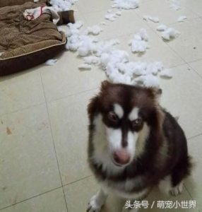 狗犬瘟早期萌宠-警犬训练器材厂家 _警犬训练用品_工作犬训练用品-南京开久警犬装备