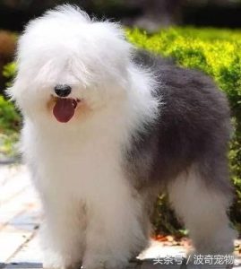 狗狗种类(宠物狗品种大全及 *** )-警犬训练器材厂家 _警犬训练用品_工作犬训练用品-南京开久警犬装备