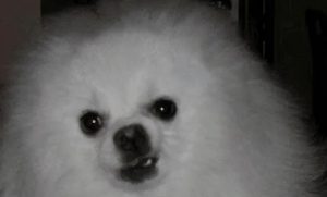 迷你博美犬多少钱一只迷你博美犬价格盘点-警犬训练器材厂家 _警犬训练用品_工作犬训练用品-南京开久警犬装备