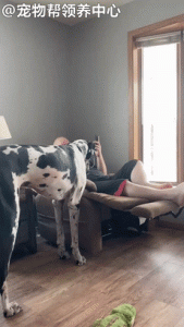 大丹犬能长多大(大丹犬多大才停止长身体)-警犬训练器材厂家 _警犬训练用品_工作犬训练用品-南京开久警犬装备