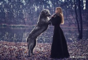 爱尔兰猎狼犬价格  爱尔兰猎狼犬价格是多少钱一条?-警犬训练器材厂家 _警犬训练用品_工作犬训练用品-南京开久警犬装备