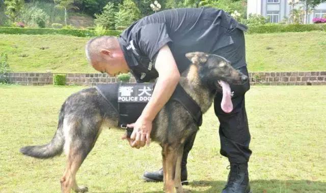 赞美警犬忠诚的句子，形容警犬忠诚的句子 - 警犬训练器材厂家 _警犬训练用品_工作犬训练用品-南京开久警犬装备-警犬训练器材厂家 _警犬训练用品_工作犬训练用品-南京开久警犬装备