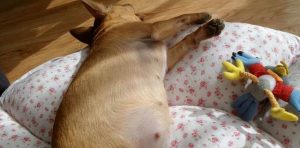 狗狗难产的应急措施(狗难产怎么办狗狗难产的应急措施)-警犬训练器材厂家 _警犬训练用品_工作犬训练用品-南京开久警犬装备