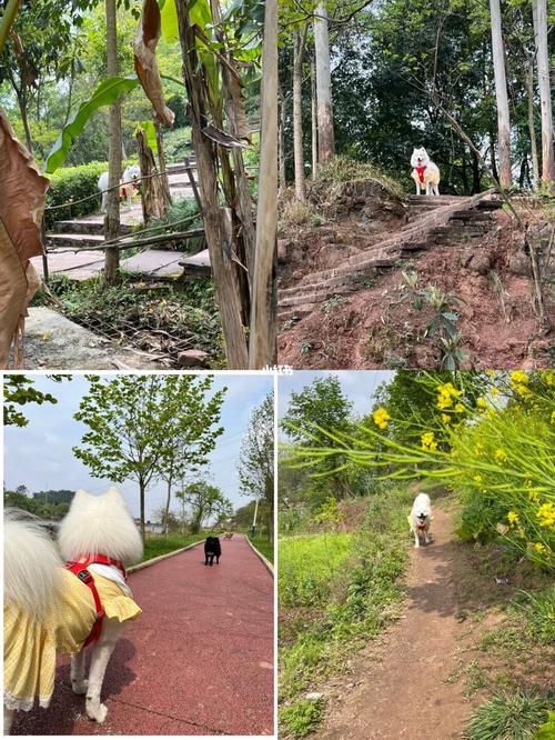 成都周边能带狗的景区(北京周边能带狗狗的景区) - 警犬训练器材厂家 _警犬训练用品_工作犬训练用品-南京开久警犬装备-警犬训练器材厂家 _警犬训练用品_工作犬训练用品-南京开久警犬装备