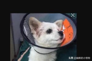 我上我家狗狗了怎么办-警犬训练器材厂家 _警犬训练用品_工作犬训练用品-南京开久警犬装备