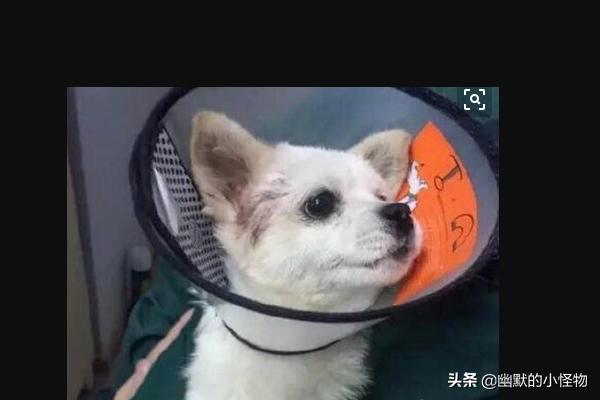 我上我家狗狗了怎么办 - 警犬训练器材厂家 _警犬训练用品_工作犬训练用品-南京开久警犬装备-警犬训练器材厂家 _警犬训练用品_工作犬训练用品-南京开久警犬装备