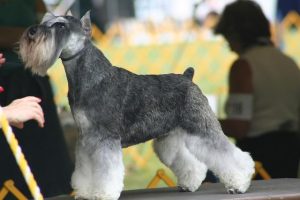 蝴蝶犬价格(蝴蝶犬价格200左右)-警犬训练器材厂家 _警犬训练用品_工作犬训练用品-南京开久警犬装备