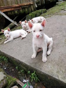 下司犬介绍(下司犬幼犬多少钱一只)-警犬训练器材厂家 _警犬训练用品_工作犬训练用品-南京开久警犬装备