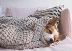 宠物狗感冒了吃什么药？宠物狗感冒咳嗽吃什么药-警犬训练器材厂家 _警犬训练用品_工作犬训练用品-南京开久警犬装备