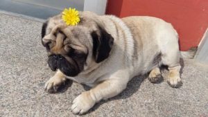 狗狗的速度好快像打桩机(狗狗的速度好快像打桩机似的叫怎么回事)-警犬训练器材厂家 _警犬训练用品_工作犬训练用品-南京开久警犬装备