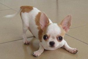 纯种的小鹿犬长什么样子(小鹿犬小时候什么样子)-警犬训练器材厂家 _警犬训练用品_工作犬训练用品-南京开久警犬装备