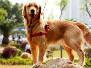 最好养的狗狗排名(养狗最好养什么狗)-警犬训练器材厂家 _警犬训练用品_工作犬训练用品-南京开久警犬装备