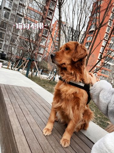 西安南郊遛狗的地方在哪里 - 警犬训练器材厂家 _警犬训练用品_工作犬训练用品-南京开久警犬装备-警犬训练器材厂家 _警犬训练用品_工作犬训练用品-南京开久警犬装备