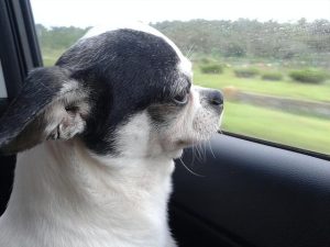 狗的寿命(狗的寿命最长)-警犬训练器材厂家 _警犬训练用品_工作犬训练用品-南京开久警犬装备