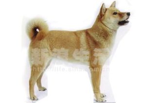 无尾狗有些什么品种(黑色无尾狗什么品种)-警犬训练器材厂家 _警犬训练用品_工作犬训练用品-南京开久警犬装备