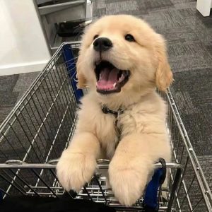 金毛寻回犬是什么意思(梦见一只大金毛是什么意思)-警犬训练器材厂家 _警犬训练用品_工作犬训练用品-南京开久警犬装备