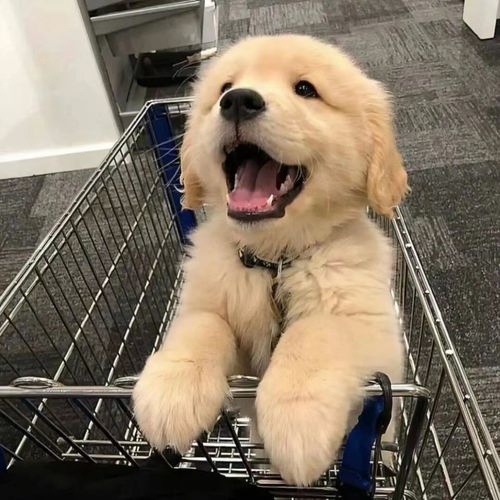 金毛寻回犬是什么意思(梦见一只大金毛是什么意思) - 警犬训练器材厂家 _警犬训练用品_工作犬训练用品-南京开久警犬装备-警犬训练器材厂家 _警犬训练用品_工作犬训练用品-南京开久警犬装备