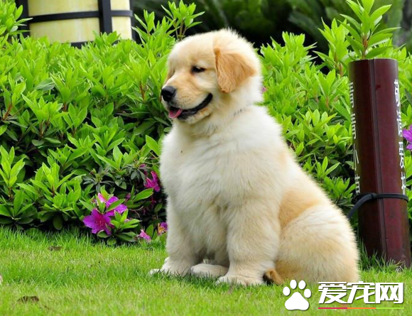 金毛犬好养活吗金毛犬好养吗 - 警犬训练器材厂家 _警犬训练用品_工作犬训练用品-南京开久警犬装备-警犬训练器材厂家 _警犬训练用品_工作犬训练用品-南京开久警犬装备