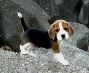 比格犬优缺点比格犬性格的优缺点全面分析(比格犬的优缺点及性格比格犬智商)-警犬训练器材厂家 _警犬训练用品_工作犬训练用品-南京开久警犬装备