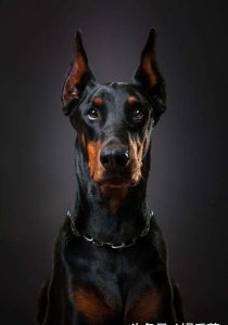 杜宾犬价格多少一只,纯种杜宾犬一只价格-警犬训练器材厂家 _警犬训练用品_工作犬训练用品-南京开久警犬装备