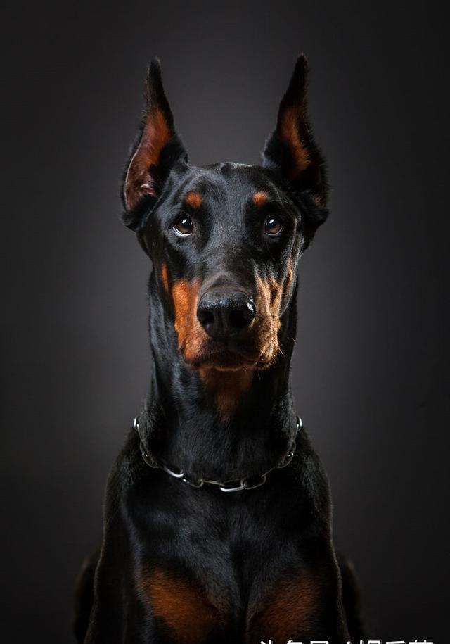 杜宾犬价格多少一只，纯种杜宾犬一只价格 - 警犬训练器材厂家 _警犬训练用品_工作犬训练用品-南京开久警犬装备-警犬训练器材厂家 _警犬训练用品_工作犬训练用品-南京开久警犬装备