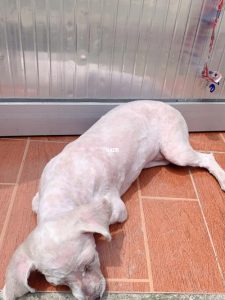 夏天太热可以给狗狗剃毛吗-警犬训练器材厂家 _警犬训练用品_工作犬训练用品-南京开久警犬装备