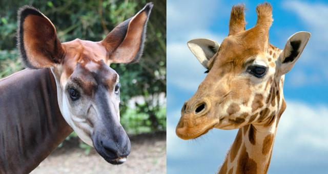 像鹿一样的腿长的狗 - 警犬训练器材厂家 _警犬训练用品_工作犬训练用品-南京开久警犬装备-警犬训练器材厂家 _警犬训练用品_工作犬训练用品-南京开久警犬装备