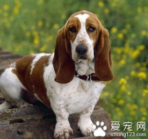 狗犬瘟症状初期症状(大狗细小犬瘟初期症状是什么)-警犬训练器材厂家 _警犬训练用品_工作犬训练用品-南京开久警犬装备