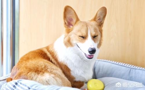 两个月的狗拉稀正常吗要注意细小哦! - 警犬训练器材厂家 _警犬训练用品_工作犬训练用品-南京开久警犬装备-警犬训练器材厂家 _警犬训练用品_工作犬训练用品-南京开久警犬装备