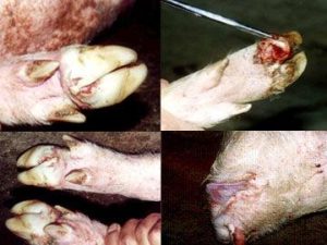 狗口蹄疫症状(狗瘟症状)-警犬训练器材厂家 _警犬训练用品_工作犬训练用品-南京开久警犬装备