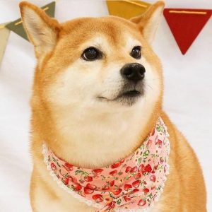 中小型狗狗品种大全，世界狗狗品种大全-警犬训练器材厂家 _警犬训练用品_工作犬训练用品-南京开久警犬装备