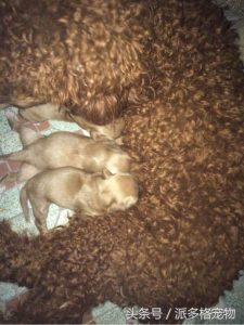 公泰迪和母比熊生的狗是啥样-警犬训练器材厂家 _警犬训练用品_工作犬训练用品-南京开久警犬装备