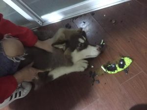 狗狗玩的球怎么编的(怎么让狗狗捡球)-警犬训练器材厂家 _警犬训练用品_工作犬训练用品-南京开久警犬装备