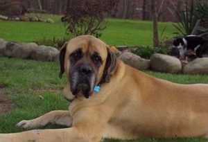 大型马士提夫犬幼犬(大型马士提夫犬出售幼犬)-警犬训练器材厂家 _警犬训练用品_工作犬训练用品-南京开久警犬装备