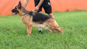 犬舍会有第二部吗(犬舍有没有第二部)-警犬训练器材厂家 _警犬训练用品_工作犬训练用品-南京开久警犬装备