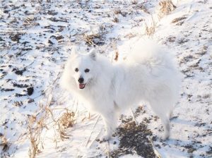 银狐狗狗应该怎么养(博美和银狐串的狗狗好养吗)-警犬训练器材厂家 _警犬训练用品_工作犬训练用品-南京开久警犬装备