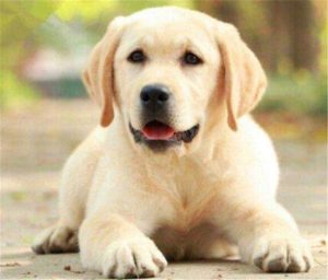 狗的年龄一般能活多久(狗龄一年等于多少岁)-警犬训练器材厂家 _警犬训练用品_工作犬训练用品-南京开久警犬装备