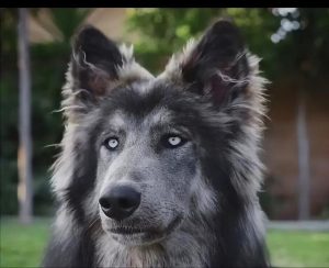 蓝湾牧羊犬 蓝湾牧羊犬幼崽多少钱一只-警犬训练器材厂家 _警犬训练用品_工作犬训练用品-南京开久警犬装备