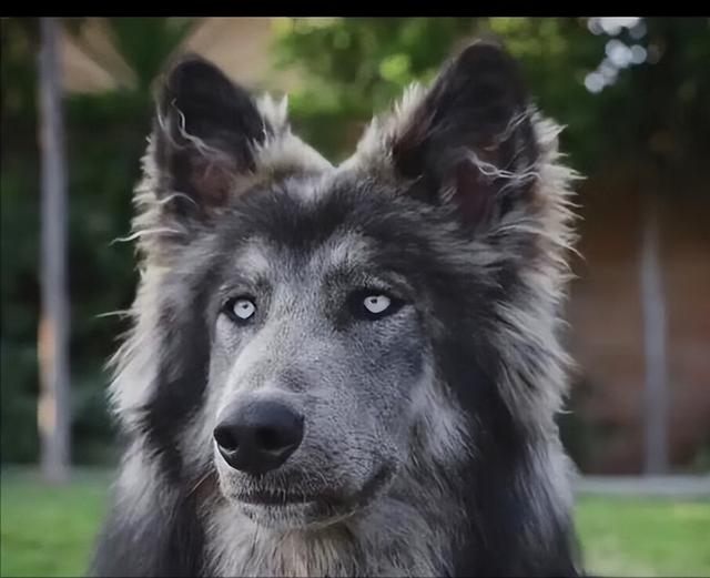 蓝湾牧羊犬 蓝湾牧羊犬幼崽多少钱一只 - 警犬训练器材厂家 _警犬训练用品_工作犬训练用品-南京开久警犬装备-警犬训练器材厂家 _警犬训练用品_工作犬训练用品-南京开久警犬装备
