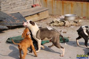 比特犬俱乐部发烧友论坛(中国比特犬俱乐部论坛)-警犬训练器材厂家 _警犬训练用品_工作犬训练用品-南京开久警犬装备