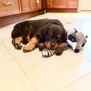 婆婆和狗玩声音很大(婆婆说话声音很大)-警犬训练器材厂家 _警犬训练用品_工作犬训练用品-南京开久警犬装备