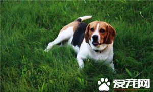 比格犬能逮兔子吗？比格犬能抓住兔子吗-警犬训练器材厂家 _警犬训练用品_工作犬训练用品-南京开久警犬装备