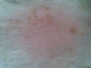 狗的皮肤病怎么治(狗皮肤病用什么药)-警犬训练器材厂家 _警犬训练用品_工作犬训练用品-南京开久警犬装备